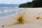 Spinifex or Run Grass on A Beach