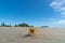 Spinifex seedhead blowing along beach