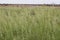Spinifex Triodia grass seeding seeds