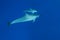 Spinner Dolphin