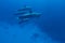 Spinner Dolphin