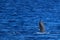 Spinner Dolphin Breaching