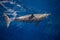 Spinner Dolphin in Clear, Blue Waters