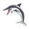 Spinner Dolphin or Long-snouted Dolphin