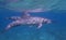 Spinner Dolphin Profile Swims Just Below Surface of Ocean