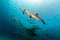 Spinner dolphin (stenella longirostris) pod in the Red Sea.