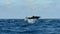 spinner dolphin  swim on surface in the Pacific ocean