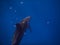 spinner dolphin swims in blue sea with air bubbles