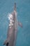 Spinner Dolphin Takes a Breath