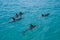 Spinner Dolphins