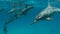 Spinner dolphins passing snorkelers