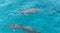 Spinner Dolphins at Play