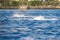 spinner dolphins swimming in the rippling blue waters of the Pacific Ocean off the coast of Oahu in Kapolei Hawaii