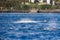 spinner dolphins swimming in the rippling blue waters of the Pacific Ocean off the coast of Oahu in Kapolei Hawaii