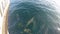 Spinner Dolphins Swimming by Ship