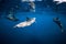 Spinner dolphins swimming underwater in ocean. Water mammal