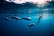Spinner dolphins underwater in blue ocean. Dolphin family