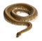 Spinner Python, Royal python, ball python