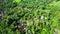 spinning aerial shot of secluded houses in dense jungle