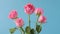 Spinning of bouquet of pink roses. Flower bouquet spinning in blue background wide shot.