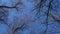 Spinning camera looking up into tree canopy of bare branches against a blue sky