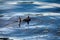 Spinning fishing (lure fishing) trout in lakes of Scandinavia.