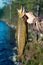 Spinning fishing (lure fishing) trout in lakes of Scandinavia.