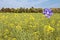 Spinning pinwheel in a field of colza rapeseed flowers