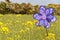 Spinning pinwheel in a field of rapeseed flowers