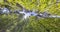 Spinning and torsion and Looking up into deciduous forest. Trees growing in the sky