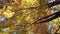 Spinning view of tree tops with yellow leaves and bright blue sky