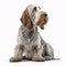 Spinone Italiano breed dog isolated on a clean white background