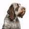 Spinone Italiano breed dog isolated on a clean white background