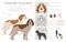 Spinone Italiano coat colors, different poses clipart