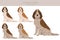 Spinone Italiano coat colors, different poses clipart