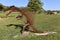 Spinosaurus and His Shadow