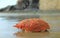 Spinous spider crab Maja squinado