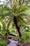 Spinulose tree fern in Kirstenbosch National Botanical Garden