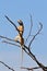 Spiny Agama - African Reptile Background - Blue Headed Lizard