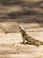 Spiny Agama (Agama hispida) in South Africa