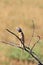 Spiny Agama - Reptile Background - Looking Sharp