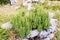 Spiny amaranth, pigweed