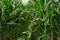 Spiny amaranth or spiny pigweed,broadleaves weed