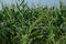 Spiny amaranth or spiny pigweed,broadleaves weed