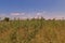 Spiny amaranth or spiny pigweed,broadleaves weed