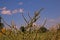 Spiny amaranth or spiny pigweed,broadleaves weed