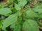 Spiny amaranth, Spiny pigweed, Prickly amaranth or Thorny amaranth Amaranthus Spinosus is the spiky tree growing in the nature h