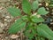 Spiny amaranth, Spiny pigweed, Prickly amaranth or Thorny amaranth Amaranthus Spinosus is the spiky tree growing in the nature h