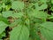 Spiny amaranth, Spiny pigweed, Prickly amaranth or Thorny amaranth Amaranthus Spinosus is the spiky tree growing in the nature h