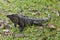 A spiny backed black Iguana